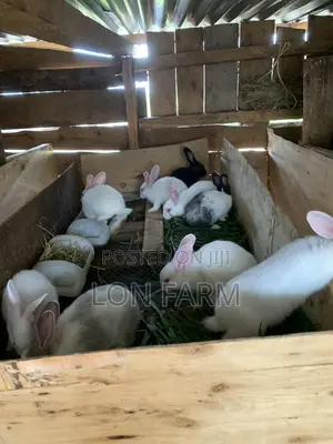 High Quality Rabbits
