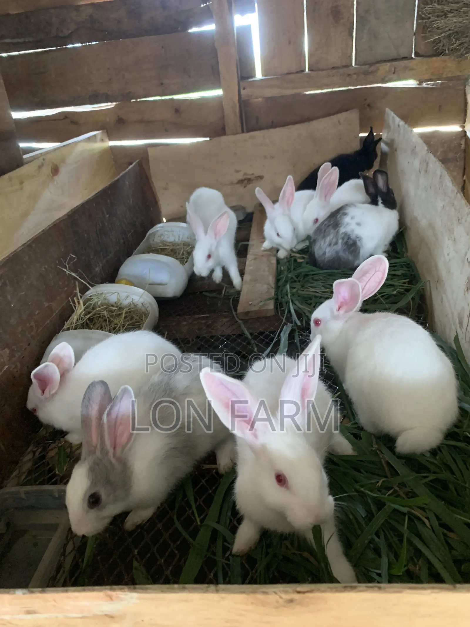 High Quality Rabbits