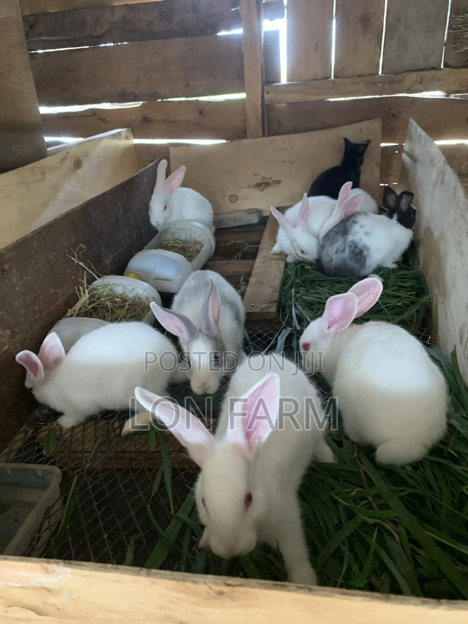 High Quality Rabbits