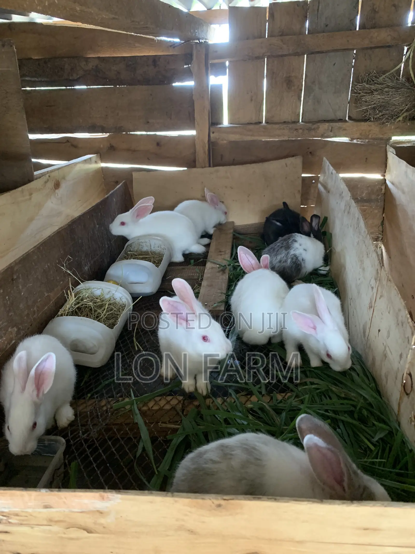 High Quality Rabbits