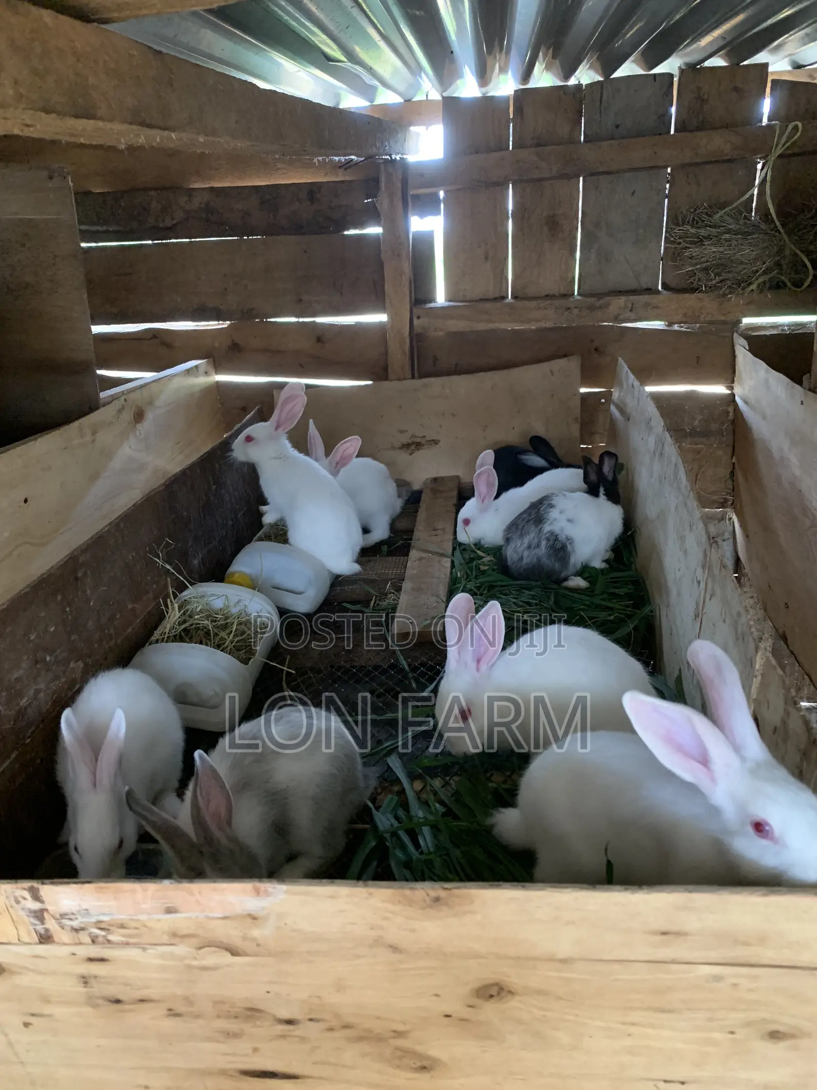 High Quality Rabbits