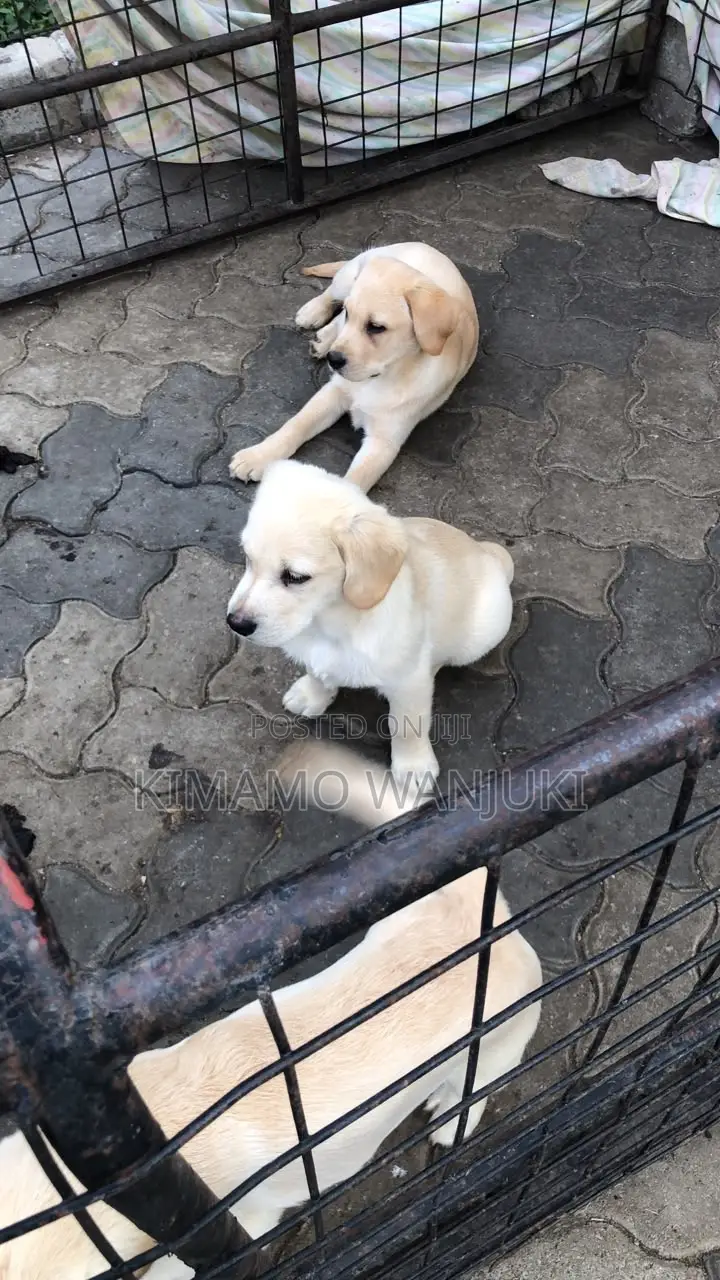 1-3 months Male Purebred Labrador Retriever