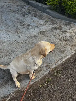 Affordable Dog Walking Services in Nairobi