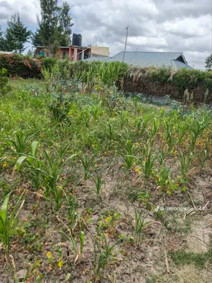 1/4 Plot in Nanyuki