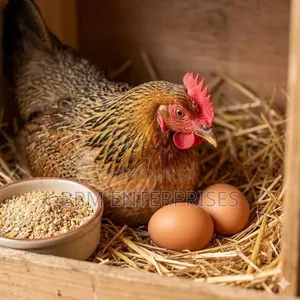 Layers Feed Formulated to Produce Quality Eggs