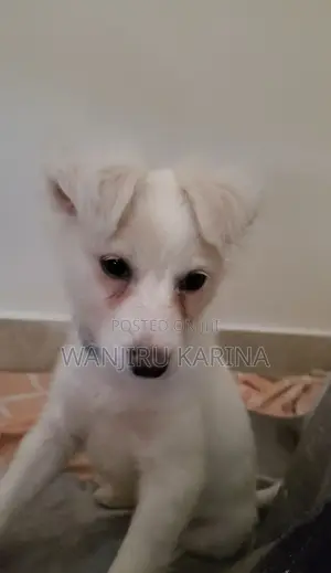 3-6 months Female Purebred Japanese Spitz