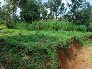 Half an Acre for Sale
