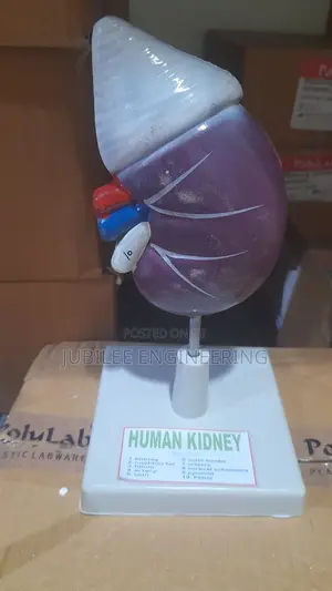 Human Kidney Model