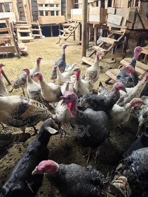 Turkey, Ducks, Chicken, Goats and Sheep