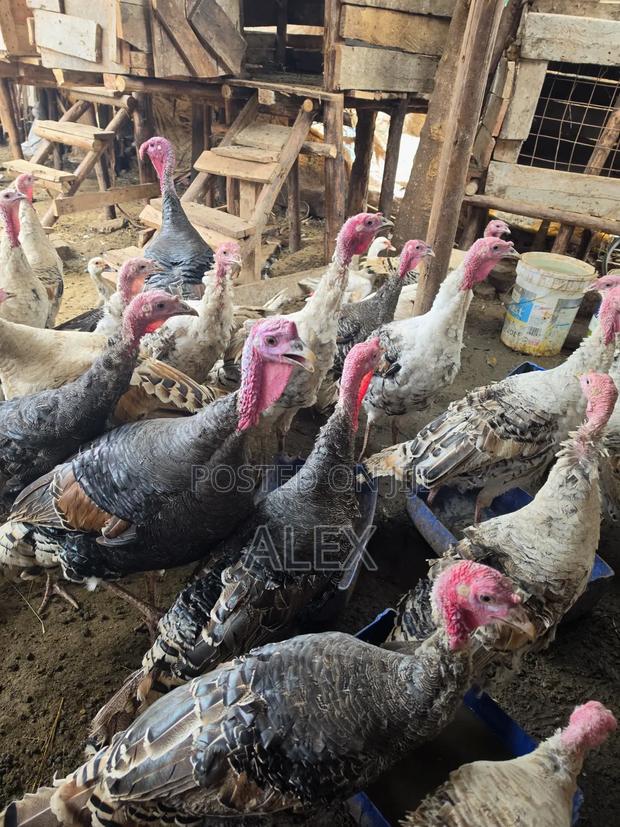 Turkey, Ducks, Chicken, Goats and Sheep - thumbnail 2