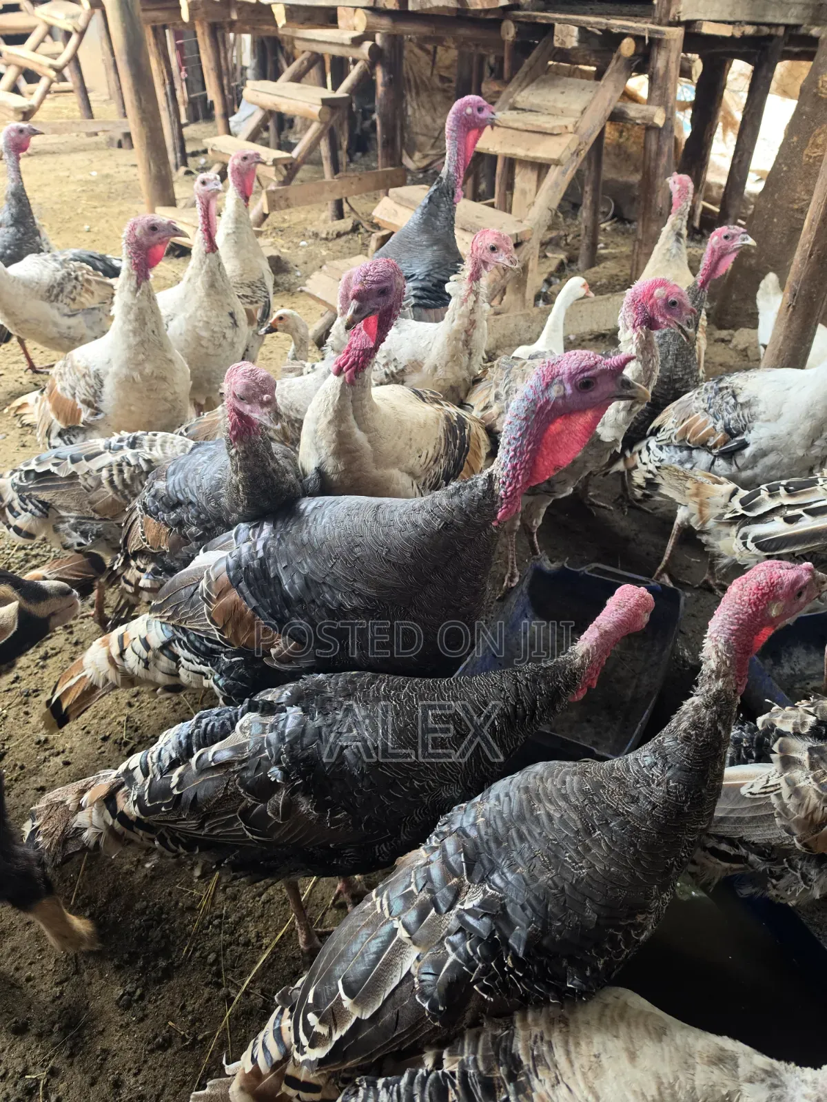 Turkey, Ducks, Chicken, Goats and Sheep