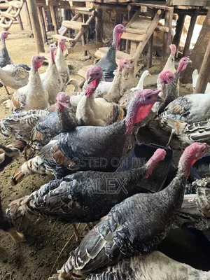 Turkey, Ducks, Chicken, Goats and Sheep