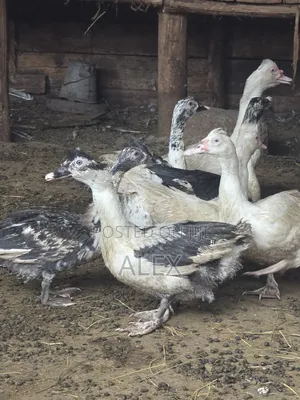Turkey, Ducks, Chicken, Goats and Sheep