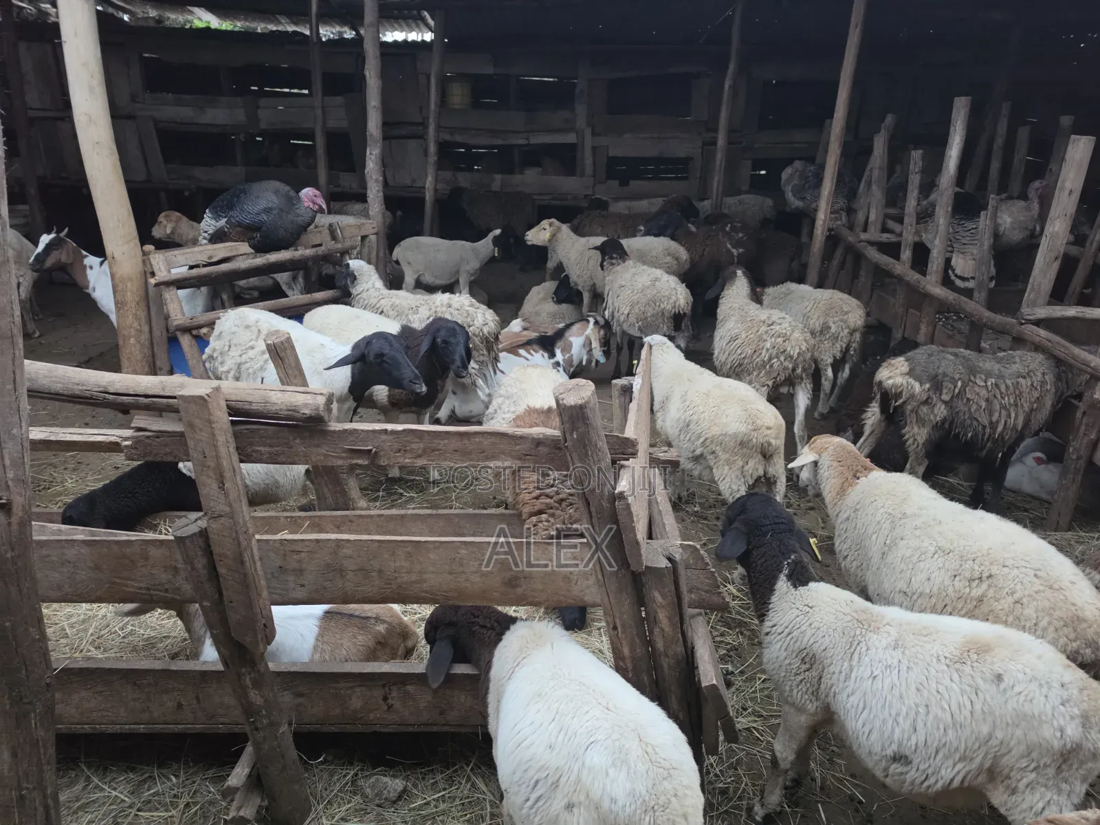 Turkey, Ducks, Chicken, Goats and Sheep