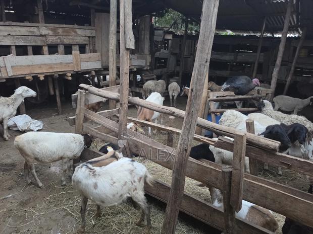 Turkey, Ducks, Chicken, Goats and Sheep - thumbnail 6