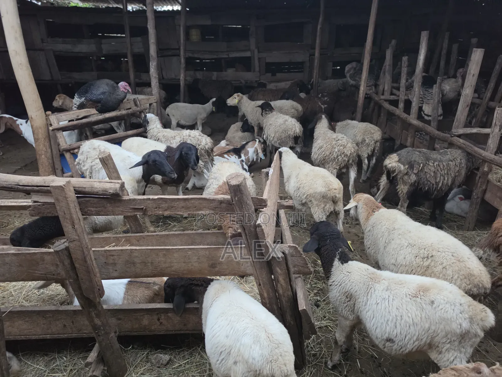 Turkey, Ducks, Chicken, Goats and Sheep