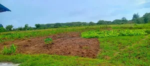 1/4 Acre (100ft by 100ft) Prime Plot for Sale in MNARANI, Kilifi