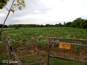 1/4 Acre (100ft by 100ft) Prime Plot for Sale in MNARANI, Kilifi