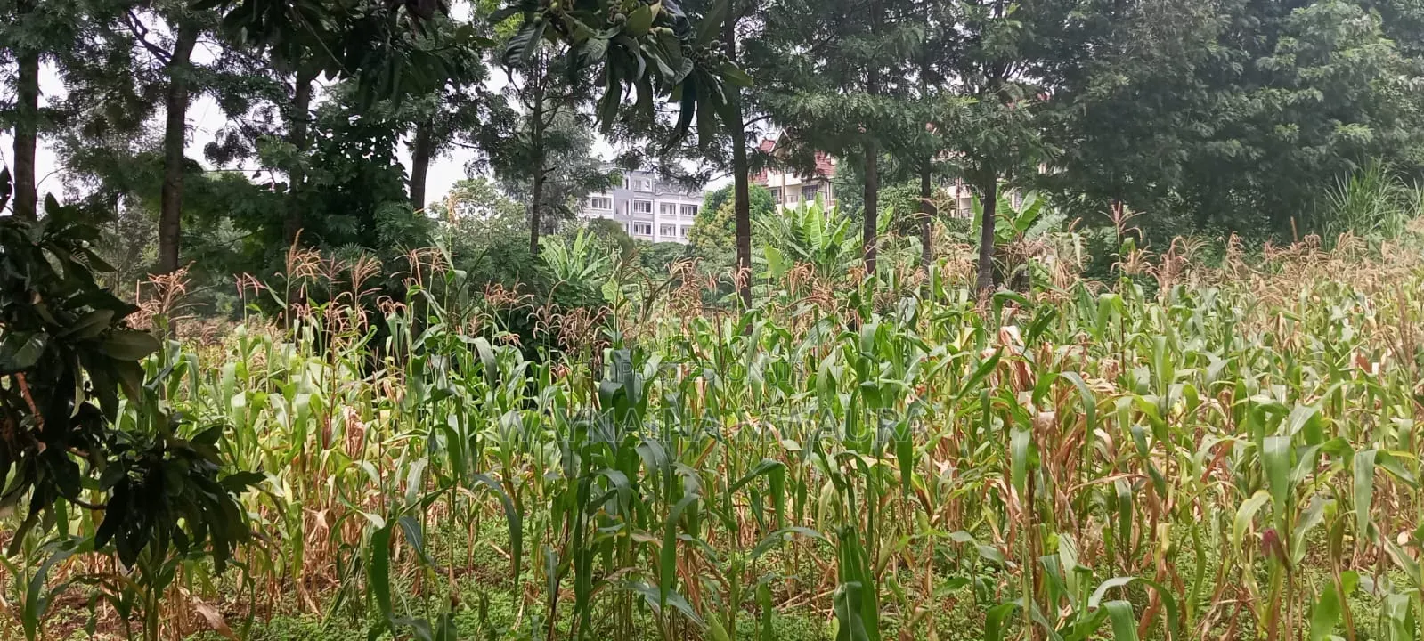 Kanyanjara Kerwa, in Kikuyu. 50*100 at 1.3m