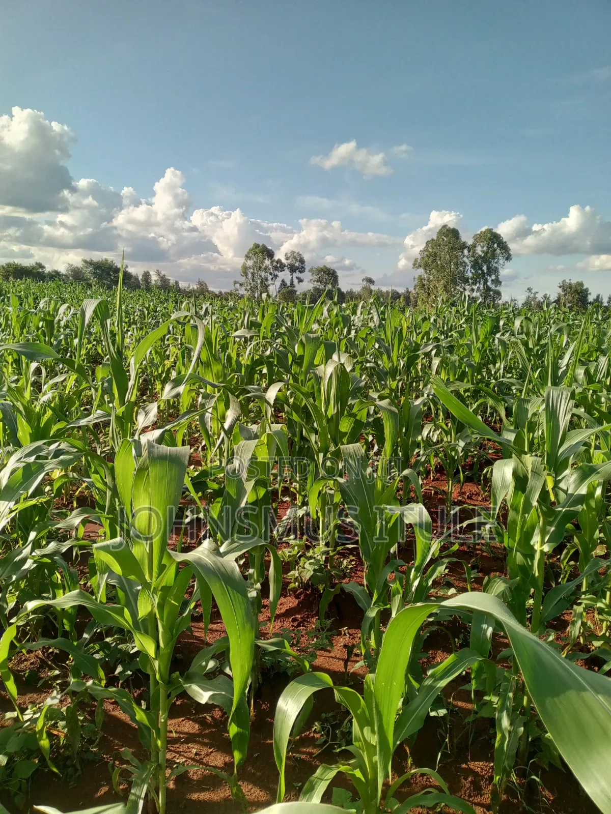A 1/4 Acre Land