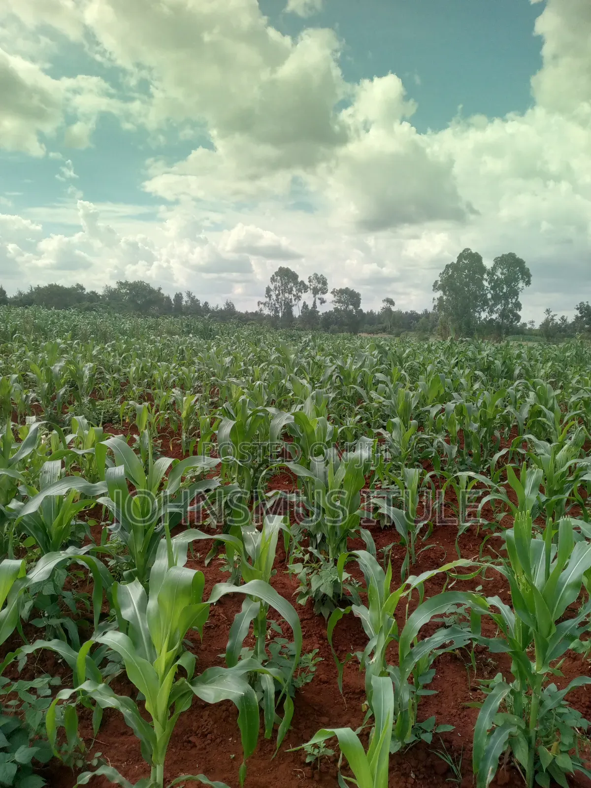 A 1/4 Acre Land