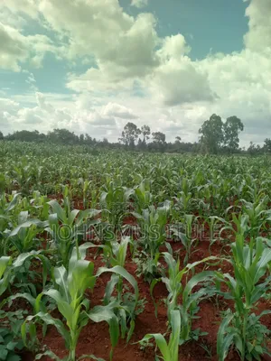 A 1/4 Acre Land