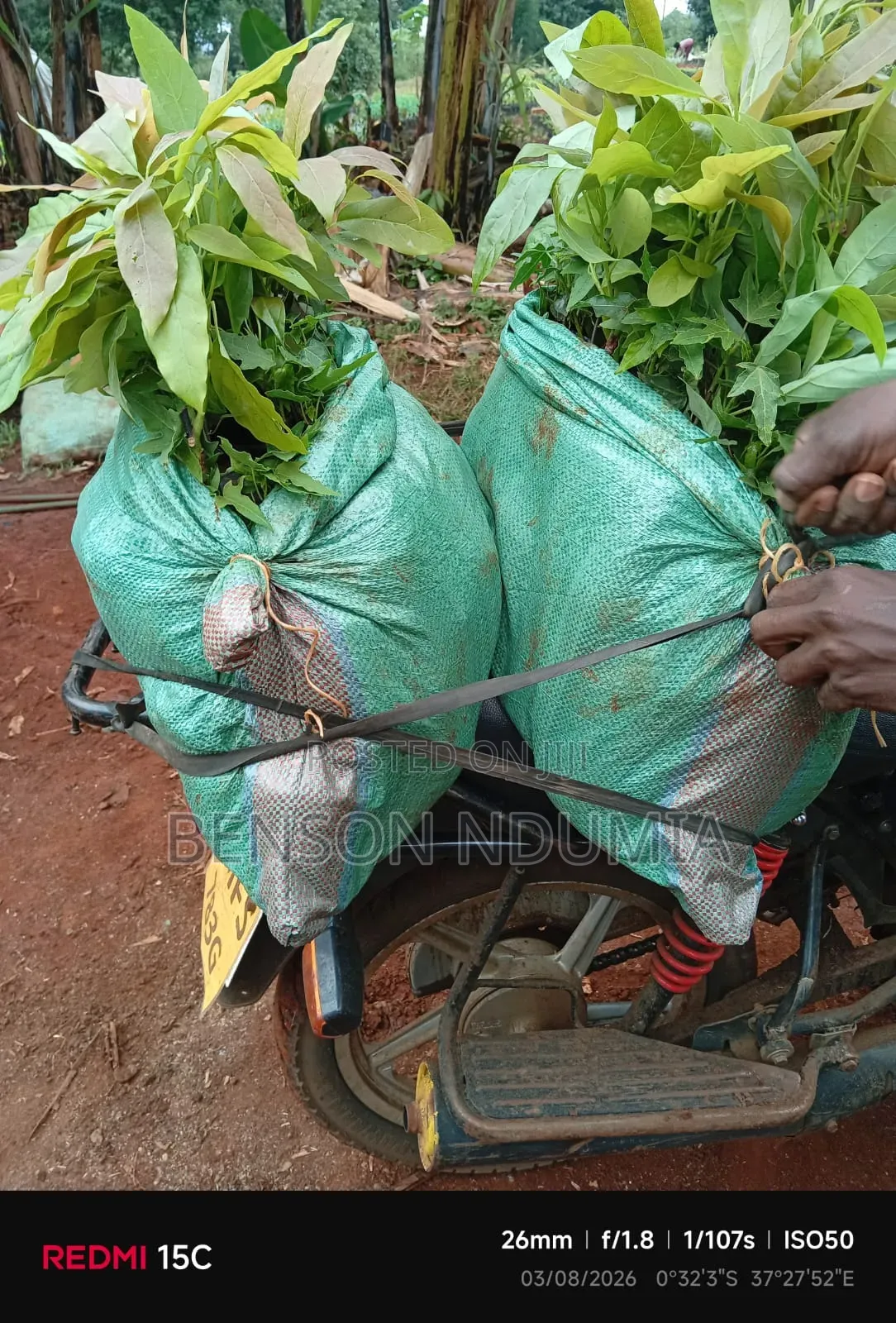 Certified Golden Hass Avocado Seedlings
