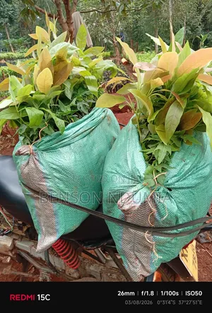 Certified Golden Hass Avocado Seedlings