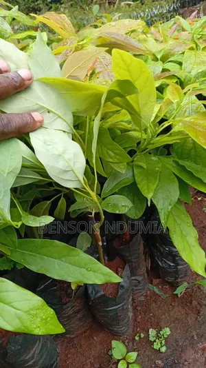 Certified Golden Hass Avocado Seedlings