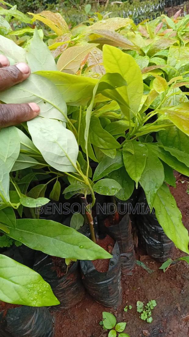 Certified Golden Hass Avocado Seedlings - thumbnail 3