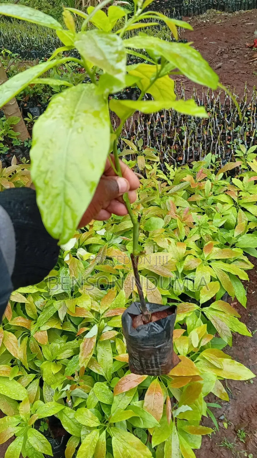 Certified Golden Hass Avocado Seedlings