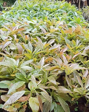 Certified Golden Hass Avocado Seedlings