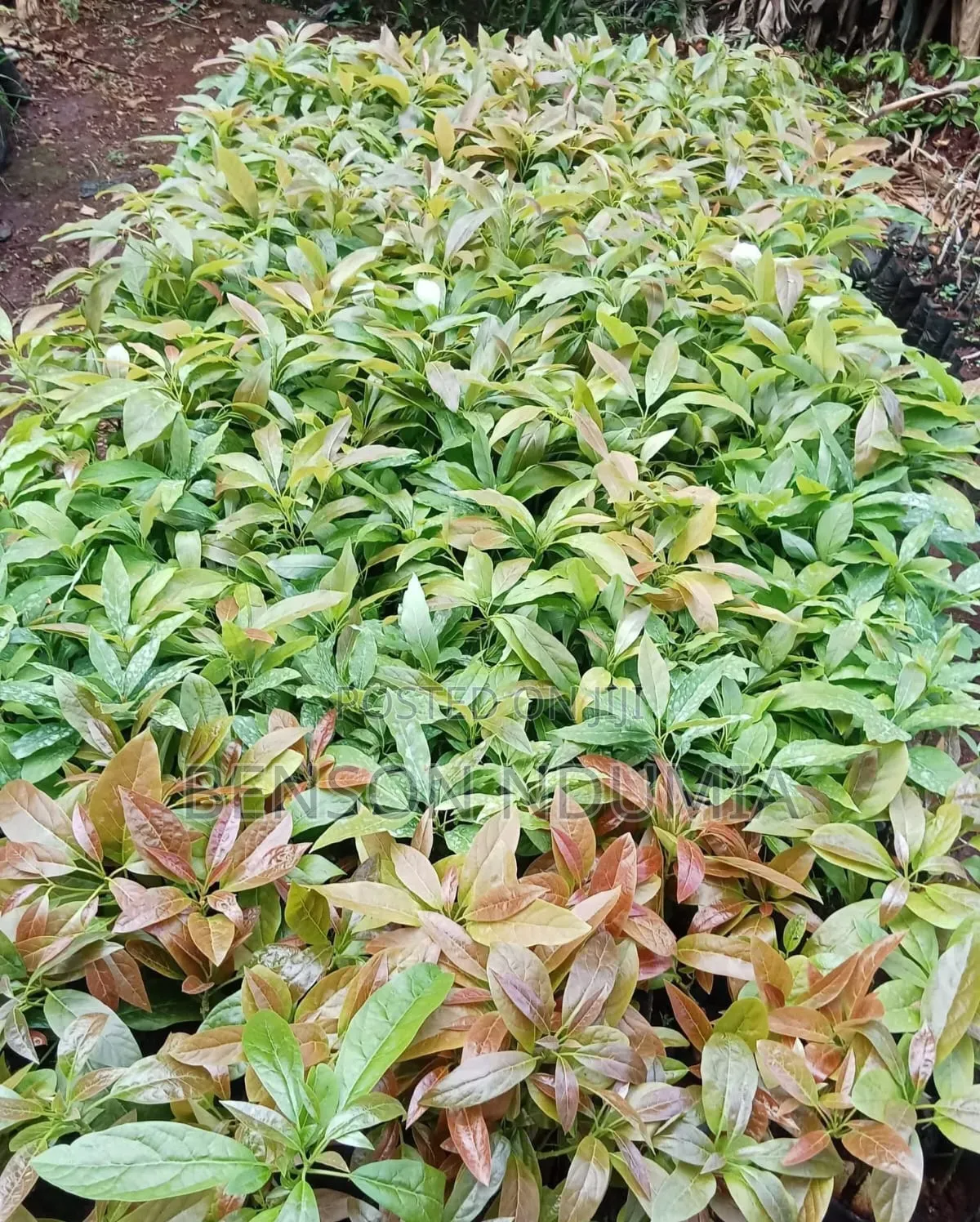 Certified Golden Hass Avocado Seedlings