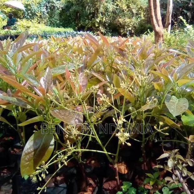 Certified Golden Hass Avocado Seedlings - thumbnail 7