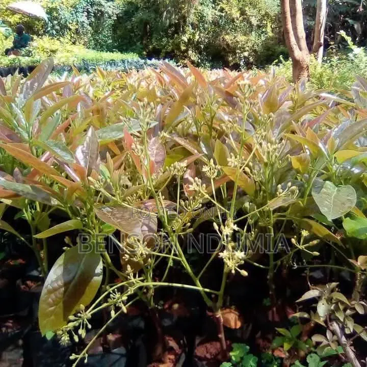 Certified Golden Hass Avocado Seedlings