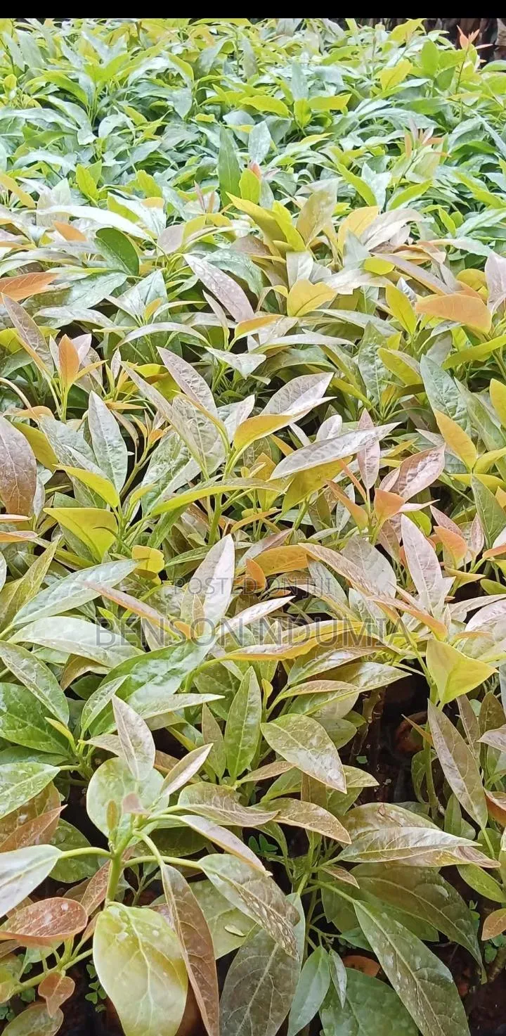 Certified Golden Hass Avocado Seedlings