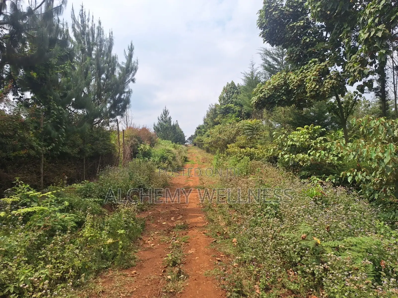 Prime Land for Sale in Riara Ridge, Tigoni