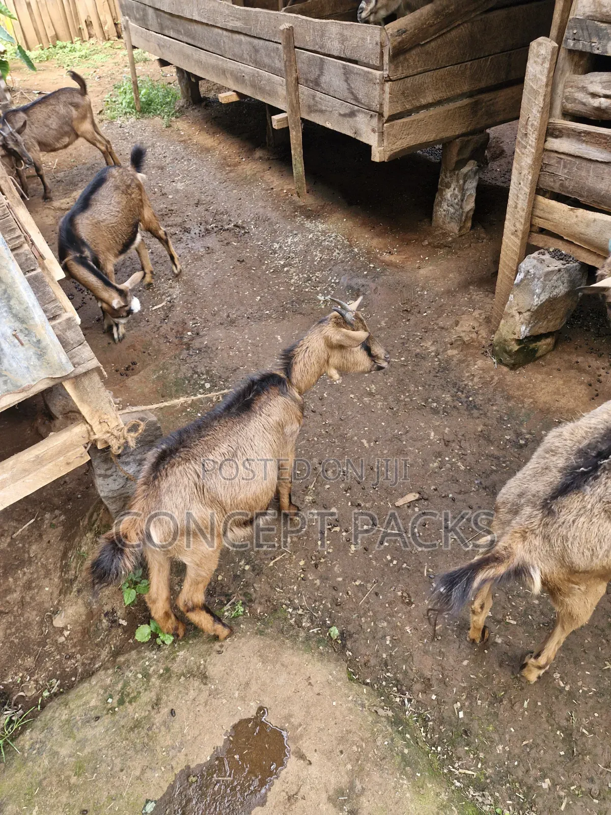 Purebreed German Alpine Goats. 8months Old