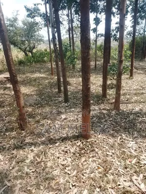 20 Acres on Sale