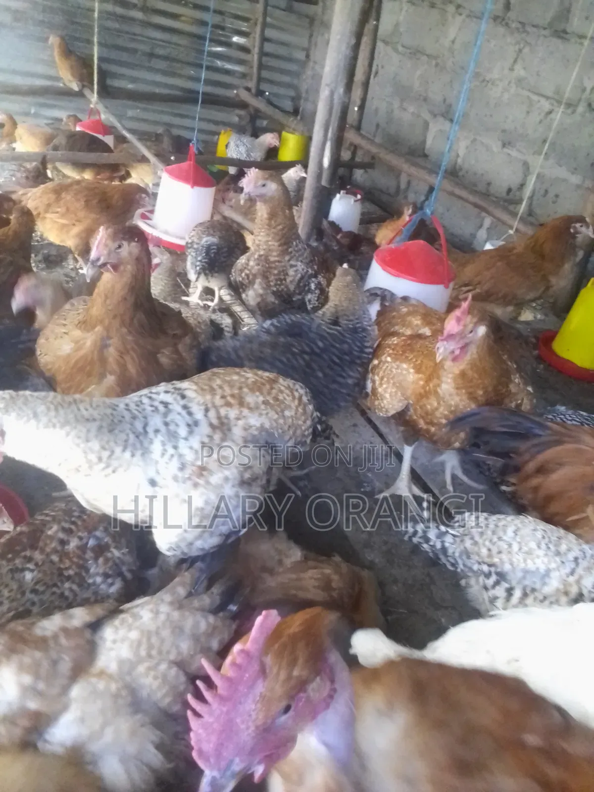 Poultry Farming