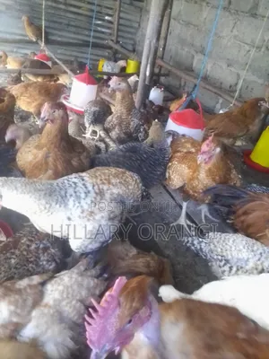 Poultry Farming