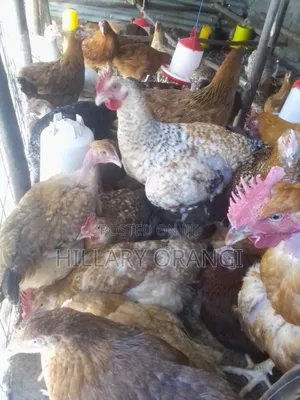 Poultry Farming