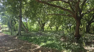 2nd Row Beach Property Kilifi Bofa 1acre Land