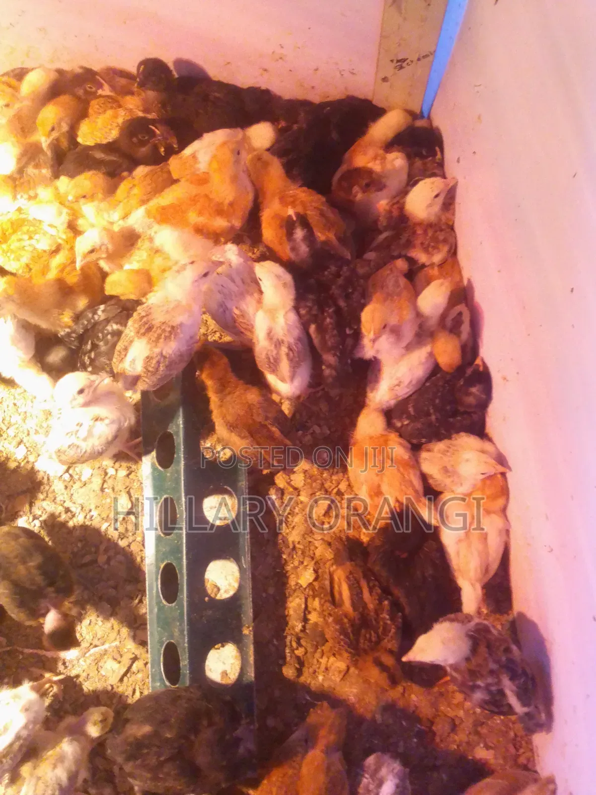 Poultry Farming