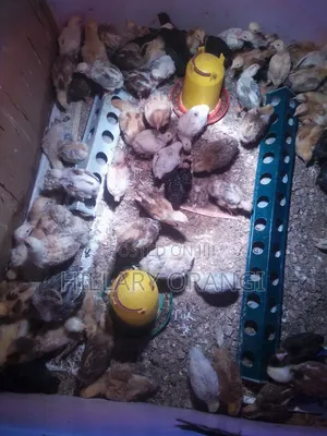 Poultry Farming