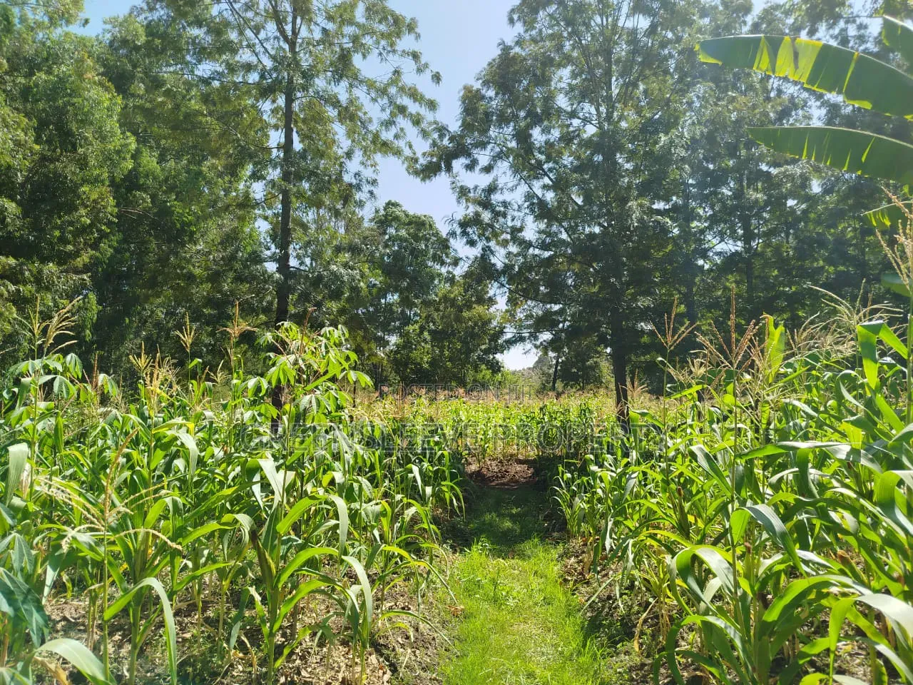 Land for Sale
