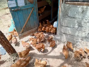 Green Life Agriculture Consultation