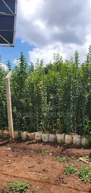 Japonica Glossy Privet