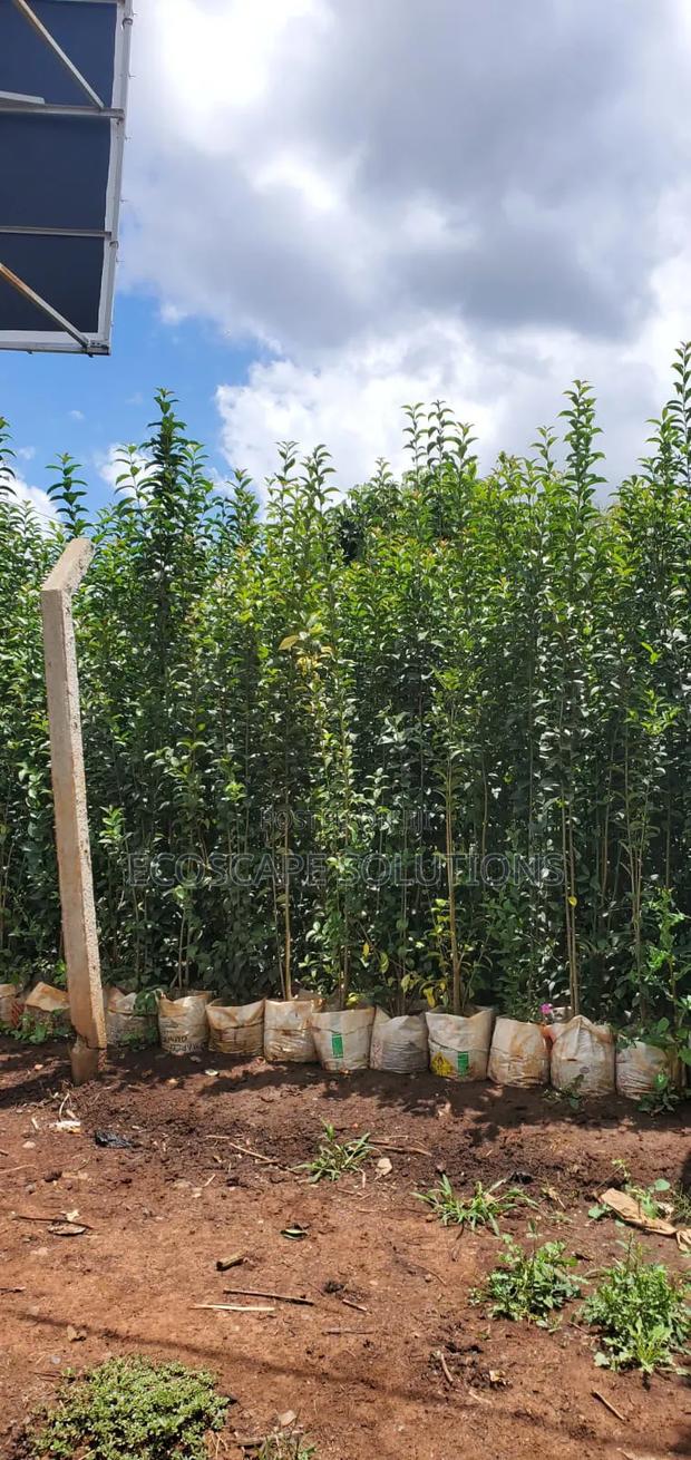 Japonica Glossy