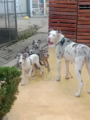 1-3 months Female Purebred Great Dane